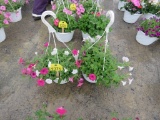 2 Petunia Hanging Baskets