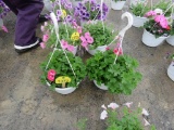 2 Geranium Hanging Baskets