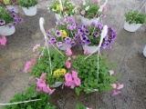 2 Petunia Hanging Baskets
