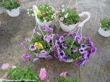 2 Petunia Hanging Baskets