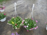 2 Petunia Hanging Baskets