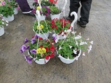 2 Petunia Hanging Baskets