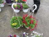 2 Petunia Hanging Baskets