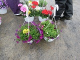 2 Petunia Hanging Baskets