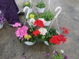 2 Geranium Hanging Baskets
