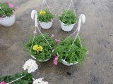 2 Petunia Hanging Baskets