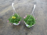 2 Petunia Hanging Baskets