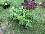 18 Black Raspberry Plants