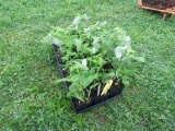 18 Black Raspberry Plants