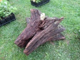 Old Stump