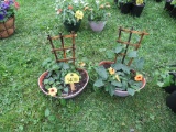 2 Pots w/Black Eye Susan Vines