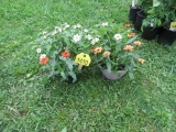 2 Pots w/Flowers