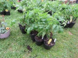 9 Sun Fresh Tomato Plants