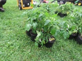 6 Sun Fresh Tomato Plants
