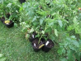 6 Sun Fresh Tomato Plants