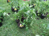 6 Sun Fresh Tomato Plants