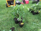 6 Sun Fresh Tomato Plants