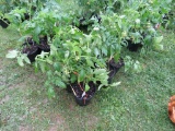 6 Resolute Tomato Plant