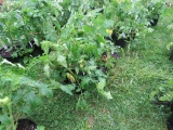 6 Resolute Tomato Plant