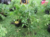 6 Resolute Tomato Plant