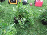6 Resolute Tomato Plant