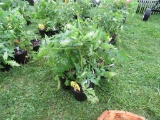 6 Resolute Tomato Plant