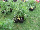 6 Resolute Tomato Plant