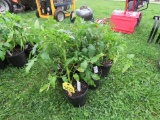 6 Resolute Tomato Plant