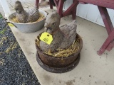 Concrete Hen in CI Rim