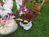 Red Maple Tree