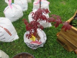 Red Maple Tree
