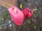 Gas Cans