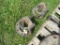 Pair of Large Axle IH Dual Hubs