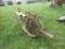1 row Transplanter