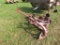 MF Sickle Bar Mower