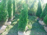 5 Degroots Shrubs
