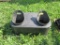 Calf bucket holder
