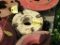 Wheel weights