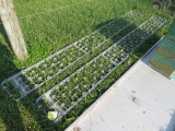 10ft box rollers