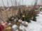 One Honey crisp apple tree