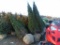 5 Emerald Green Shrubs