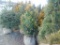 5 Emerald Green Shrubs