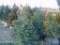5 Spruce Shrubs