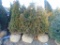 5 Nigra Shrubs