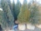 5 Emerald Green Shrubs