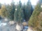 5 Degroot Shrubs