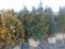 5 Nigra Shrubs