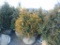 5 Yellow Ribbon Shrubs