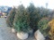 5 Nigra Shrubs