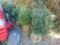 5 Boxwood shrubs